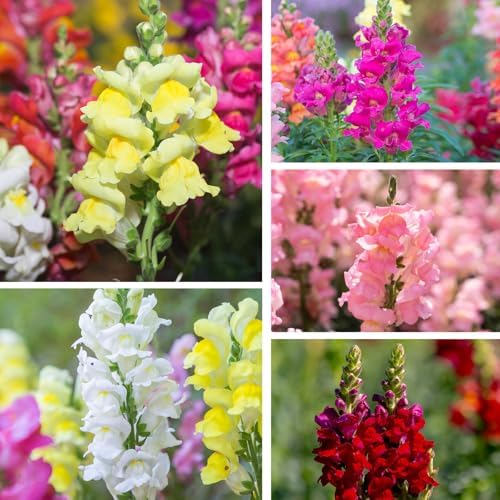 430,000+ Mixed Snapdragon Seeds for Planting, Antirrhinum majus - Image 6