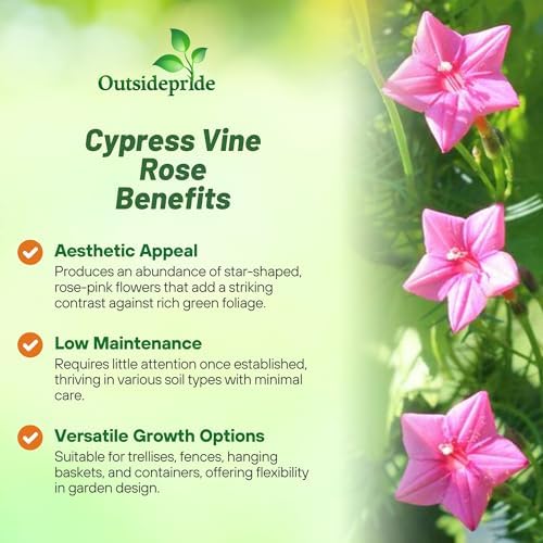 Outsidepride Rose Cypress Vine Seeds - 200 Pcs Annual Flower Seeds with Nectar-Rich, Star-Shaped Flowers & Feathery, Fern-Like Leaves for Fences, Trellises, Pergolas & Vertical Gardens - Image 3