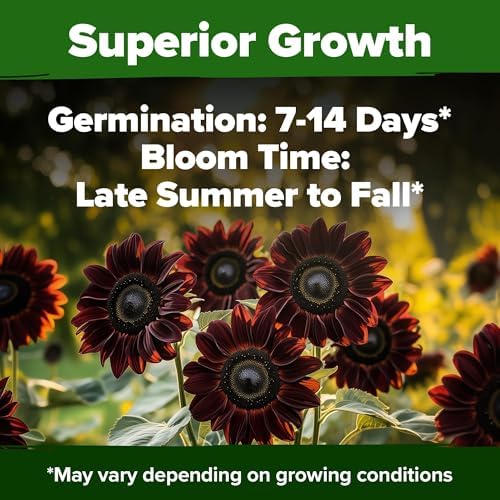 HOME GROWN Chocolate Cherry Sunflower Seeds, 150 Seeds, Helianthus annuus - Image 5