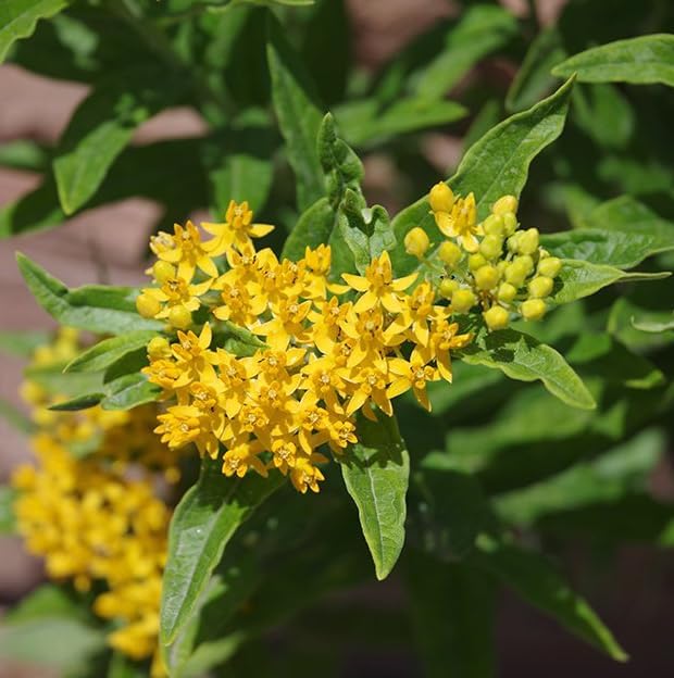 Set 2 Asclepias Plants Perennial Milkweed Flowers Bushes 4-6 Inch Tall (Yellow Milkweed Flowers Plants) - Image 7
