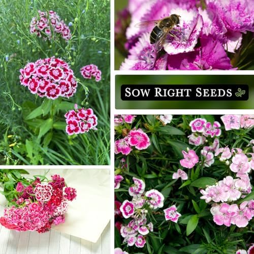 Sow Right Seeds - Sweet William Mix Seed for Planting Dianthus Flowers - Image 4
