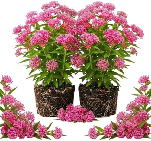 2 Pink Milkweed Live Plants, Asclepias Tuberosa Perennial, 4-7 Inch Tall by Unknown