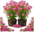 2 Pink Milkweed Live Plants, Asclepias Tuberosa Perennial, 4-7 Inch Tall by Unknown
