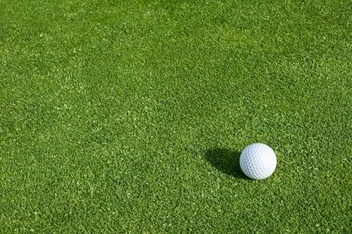 Creeping BentGrass Seeds, 1 Pound Pack of Pure Seeds by Seeds2Go - Image 2