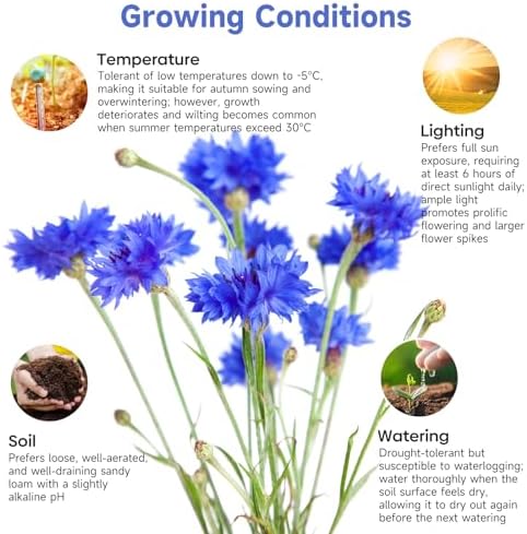 Groundio Bachelor Button Seeds Tall Blue 6000+ Seeds - Image 4