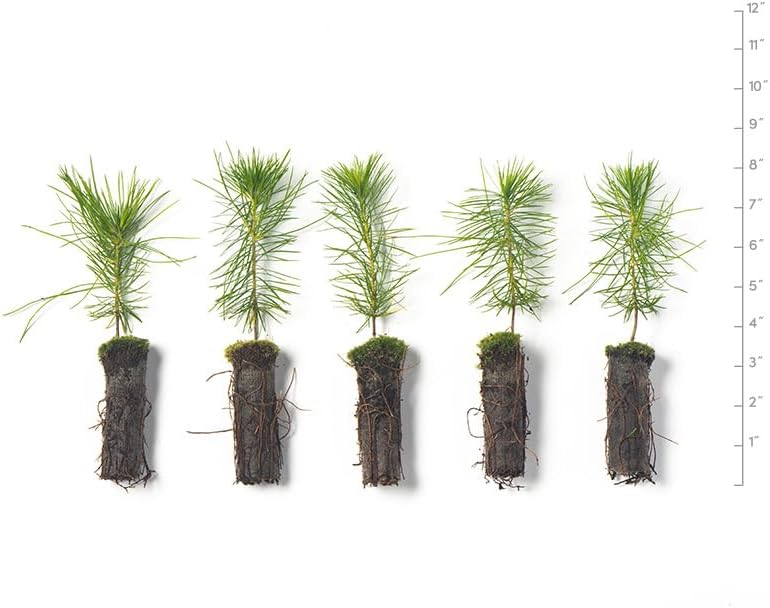 White Pine Live Tree Seedlings Plug | 6"-12" | Arbor Day Foundation - (Due to Agricultural Laws, Unavailable to AZ, CA, ID, ME, MT, OR or UT) (5-Pack) - Image 2