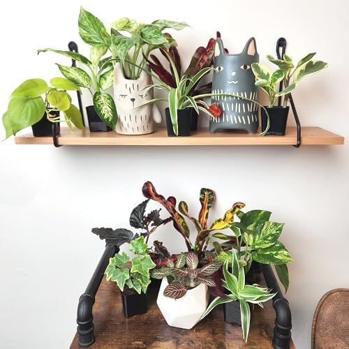 Easy to Grow Houseplants (12 Pack) Live House Plants in Plant Containers, Growers Choice Plant Set in Planters with Potting Soil Mix, Home Décor Planting Kit or Outdoor Garden Gifts by Plants for Pets - Image 2