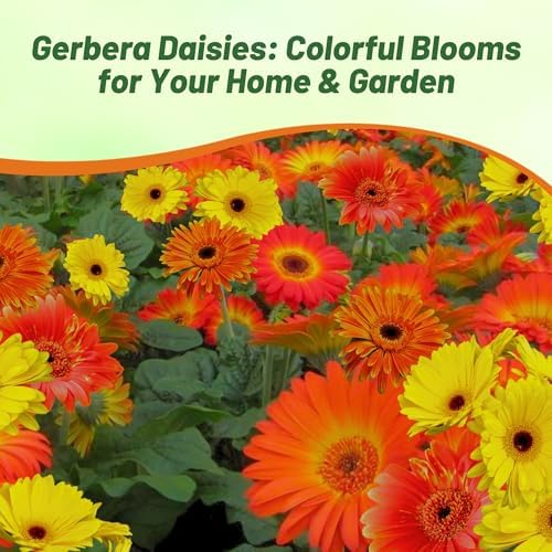 Outsidepride Fire Dark Eye Mix Gerbera Seeds - 20 Pcs Perennial, Compact & Low Maintenance, Flower Seeds for Planting w/Vibrant Mixed Blooms, Ideal for Garden Landscaping & Cut Flower Arrangements - Image 5
