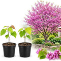 2 Redbud Tree Live Plant, 6-10 Inch Tall in Quart Pot | Eastern Redbud Live Trees with Beautiful Spring Pink Blossoms | Hardy Native for Landscapes by GINGERGLOW