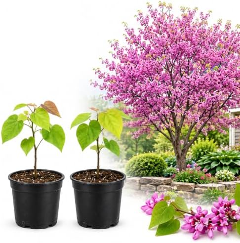 2 Redbud Tree Live Plant, 6-10 Inch Tall in Quart Pot | Eastern Redbud Live Trees with Beautiful Spring Pink Blossoms | Hardy Native for Landscapes by GINGERGLOW