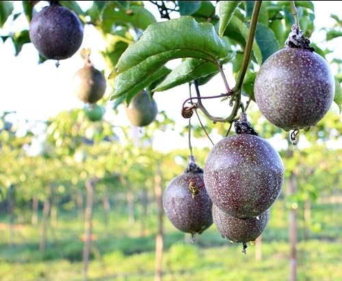 Passion Fruit Living Plant Cold Weather Hardy from Zone 2-13 Almost All Regions of USA in 4" pots (from Cutting) - Image 3