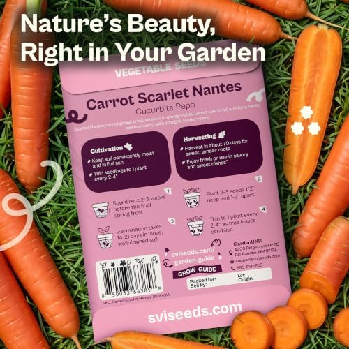 SVI 2000 Scarlet Nantes Carrot Heirloom Vegetable Seeds, Daucus carota - Image 2