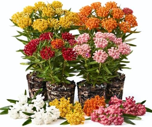4 Mixed Milkweed Asclepias Live Plants, Flower Plant, 4-9 Inch Tall by UIOTER