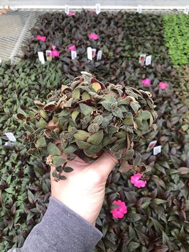 Tradescantia Teddy Bear Vine ~ Fuzzy Wandering Jew ~ Live houseplant for Home Office and Garden by Unknown
