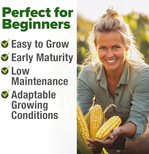 HOME GROWN Golden Bantam Sweet Corn Seeds, 100+ Seeds, Zea mays - Image 5