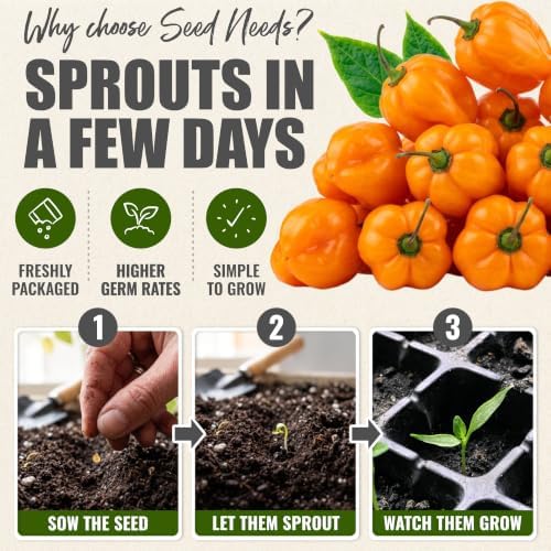Seed Needs Scotch Bonnet Hot Pepper Seeds to Plant Vegetables - 20 Packs - Image 5