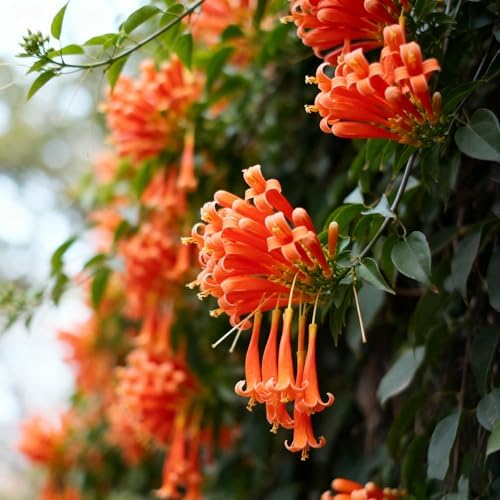 Flame Vine Plant Seeds, 100+ Climing Firecracker Vine Seeds Attracts Pollinators, Heirloom Pyrostegia Venusta Flower Seed for Garden Home Outdoor - Image 3
