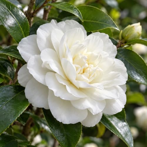 October Magic Ivory Camellia Shrub - 12-18" Tall Live Plant - Gallon Pot - Image 3