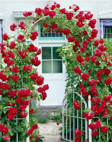 100+ Red Climbing Rose Seeds Ornamental Rosa Bush Vine Climber Long-Blooming - Image 4