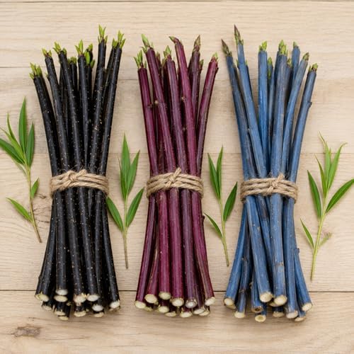 Ornamental Willow Cuttings Variety Pack | 15 Live Willow Bush Cuttings for Planting | 5 Blackskin, 5 Purple Continental & 5 Blue Bark Willow Shrubs | Fast Growing Colorful Landscape Bushes by CZGrain