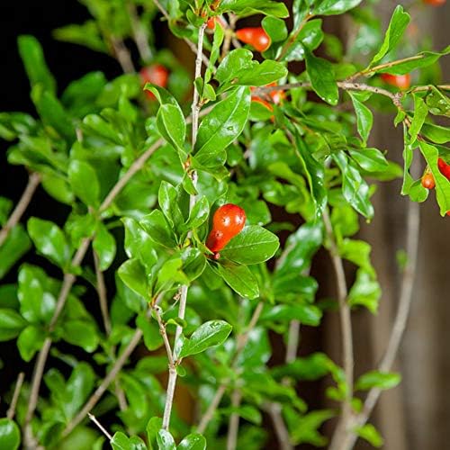 Perfect Plants Wonderful Pomegranate Tree, 2 Gallon, Live Plant - Image 2