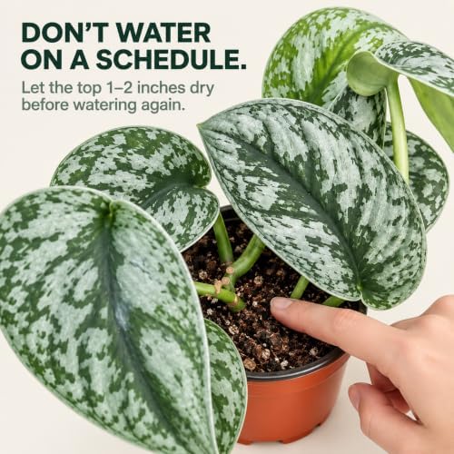 Silver Satin Pothos Live Plant - Scindapsus Pictus Exotica - Image 6