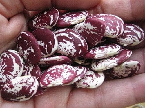 Christmas Pole Lima BEAN Seeds! - A Heavy Bearing, Long Season Climbing Bean!!(25 - Seeds) - Image 6