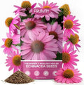 Coneflower Seeds 1 oz (Over 10,000+ Seeds) – Echinacea Seeds for Planting, Heirloom Perennial Flower Seeds, Easy to Grow for Pollinators, Flower Seeds to Plant Outside for Indoor & Outdoor Garden by Fruivity