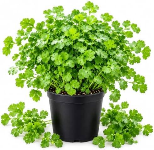 Cilantro Plant Live, 4 Inc Pot, Fragrant Herb Live Plant for Indoor Outdoor by Unknown