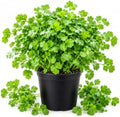 Cilantro Plant Live, 4 Inc Pot, Fragrant Herb Live Plant for Indoor Outdoor by Unknown