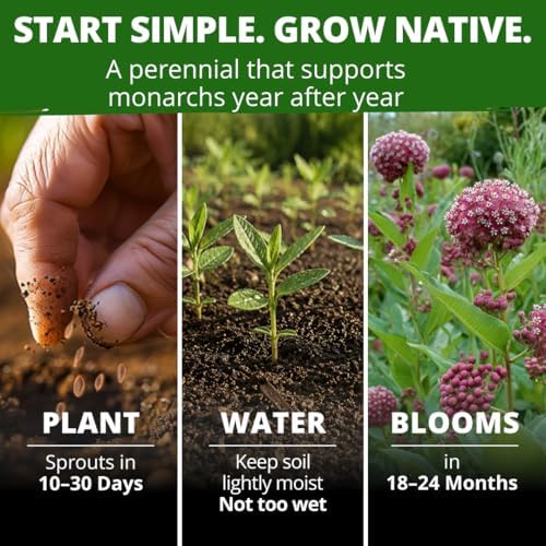 HOME GROWN Common Milkweed Seeds, 150 Seeds, Asclepias syriaca - Image 4