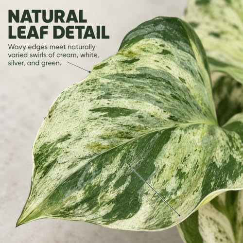 Manjula Pothos Live Plant - Swirled White Variegated Vine - Image 3