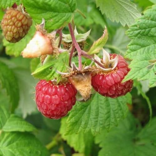 2 Red Raspberry Live Plants, 4-8" Tall Fruit Starters - Image 5