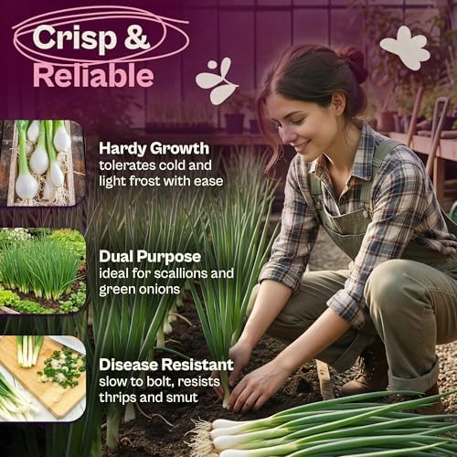 SVI 500 Bunching White Onion Seeds For Planting (Allium fistulosum) – Green Onion Seed Packets, Bunching Scallions Seed, Cebolla – Heirloom Vegetable Seeds for Planting Outdoors Home garden Containers - Image 3