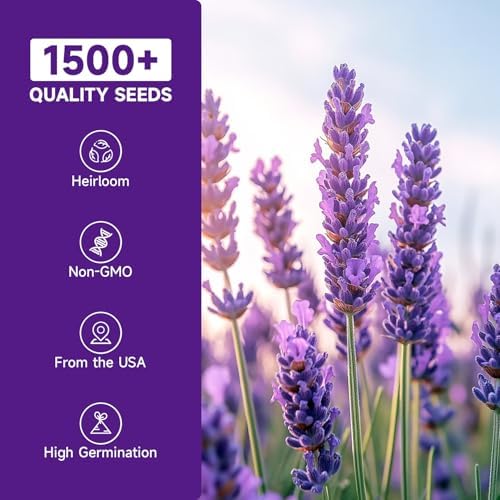 Groundio 1500+ English Lavender Seeds for Planting, Non-GMO | Heirloom | High Germination Dwarf Lavender Herb Seeds for Indoor & Outdoor Pollinator Attract (Lavandula Angustifolia) - Image 2