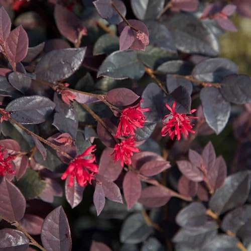5 Gallon Southern Living Plant Collection 'Red Diamond' Loropetalum - Image 2