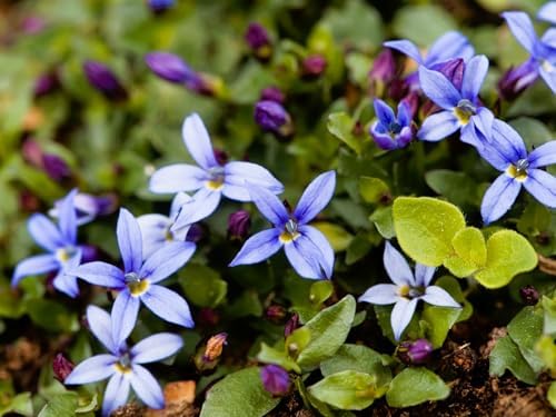 Greenwood Nursery: Live Ground-Cover Plants - Blue Star Creeper + Isotoma Fluviatilis - [Qty: 10x Pint Pots] - (Click for Other Available Plants/Quantities) - Image 2