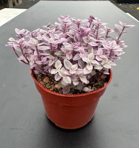 Live Succulent Callisia Repens 'Pink Lady', 4" Potted Trailing Houseplant - Image 4