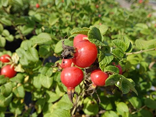 Rosa rugosa (Rugosa Rose) Rose, pink flowers, #3 - Size Container - Image 6