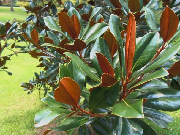 Southern Magnolia ‘D.D. Blanchard’ Live Tree – Magnolia grandiflora – Fragrant White Flowers – Evergreen Ornamental Shade Tree – 1–2 Ft Tall Plant - Image 6