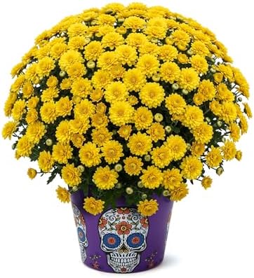 Chrysanthemum (Purple Skull Deco Pot), Yellow Blooms, Live Fall Flowering Perennial, 15" Tall by 12" Wide in 3 Qt Pot by TheThreeCompany