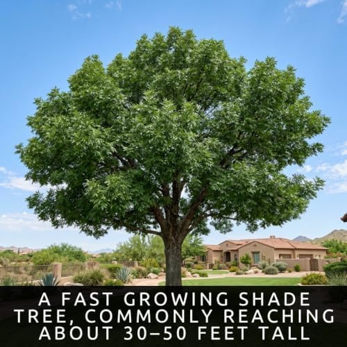 30 Arizona Ash Tree Seeds | Fraxinus Velutina Shade Tree Seeds for Planting - Image 2