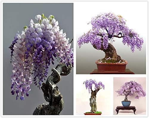 Chinese Wisteria Tree Seeds, Bonsai Seeds, Pack of 30 Bonsai Tree Seeds by Unknown