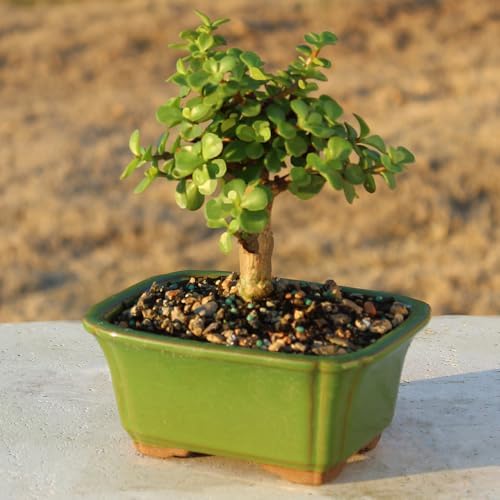 Brussel's Bonsai - Small Jade Live Bonsai Tree, Potted Indoor Plant - Image 5