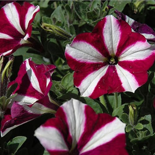 300+ Petunia Seeds for Planting-Wave Petunias Seeds-Mexican Petunia Seed Non-GMO Heirloom for Plant Garden Home - Image 2