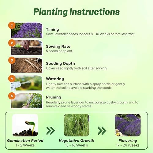 Outsidepride English Lavender Seeds - 5000 Pcs Perennial Herb - Image 4