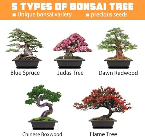 Bonsai Starter Kit, Growing into Blue Spruce, Boxwood, Dawn Redwood, Flame Tree and Judas Tree, Including Complete Gardening Tools in A Gift Box - Image 3
