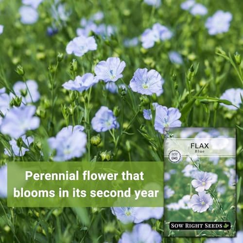 Sow Right Seeds-Blue Flax Seed for Planting Perennial Wildflower Garden 4pk - Image 3