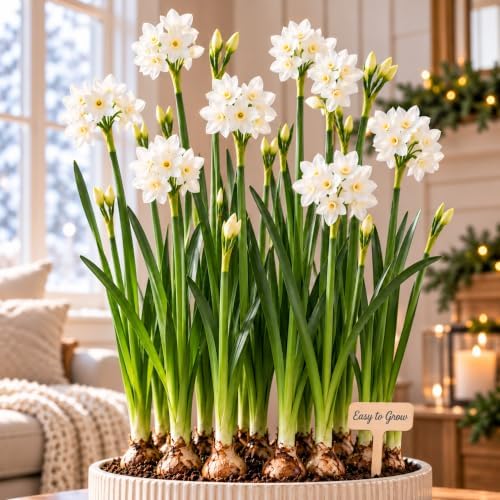 Easy to Grow Narcissus Paperwhite Ziva 20 Flower Bulbs - Large Flower Bulbs for Indoor Home Forcing, Strong Spice Fragrance, Holiday Blooms by EasytoGrow