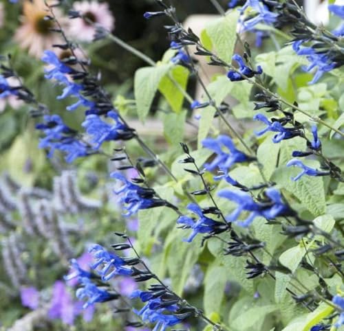 Black and Blue Salvia Guaranitica – Live Perennial Plant 3" Pot – Hummingbirds - Image 7